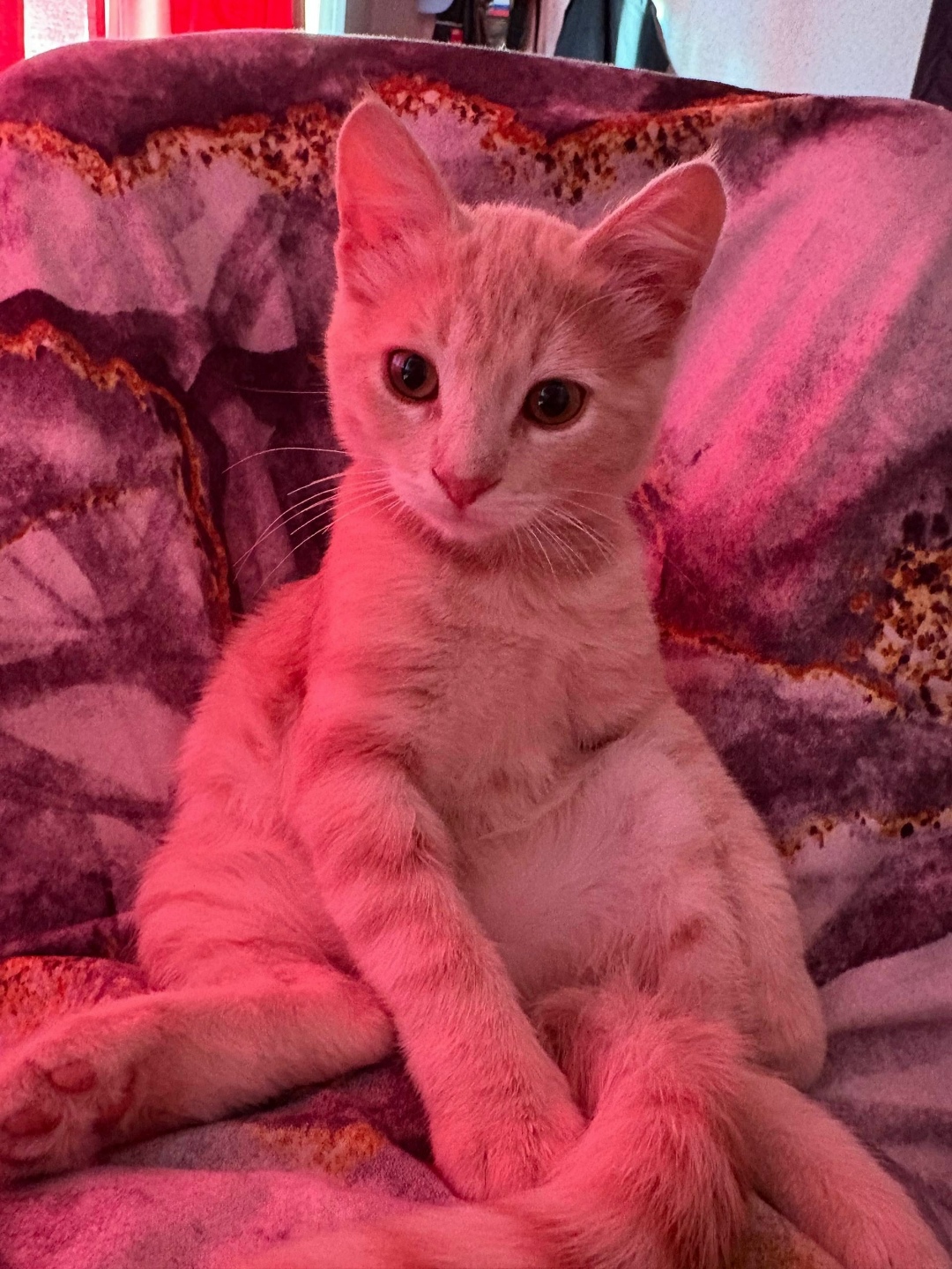 Пропала собака в Севастополе — фото объявления