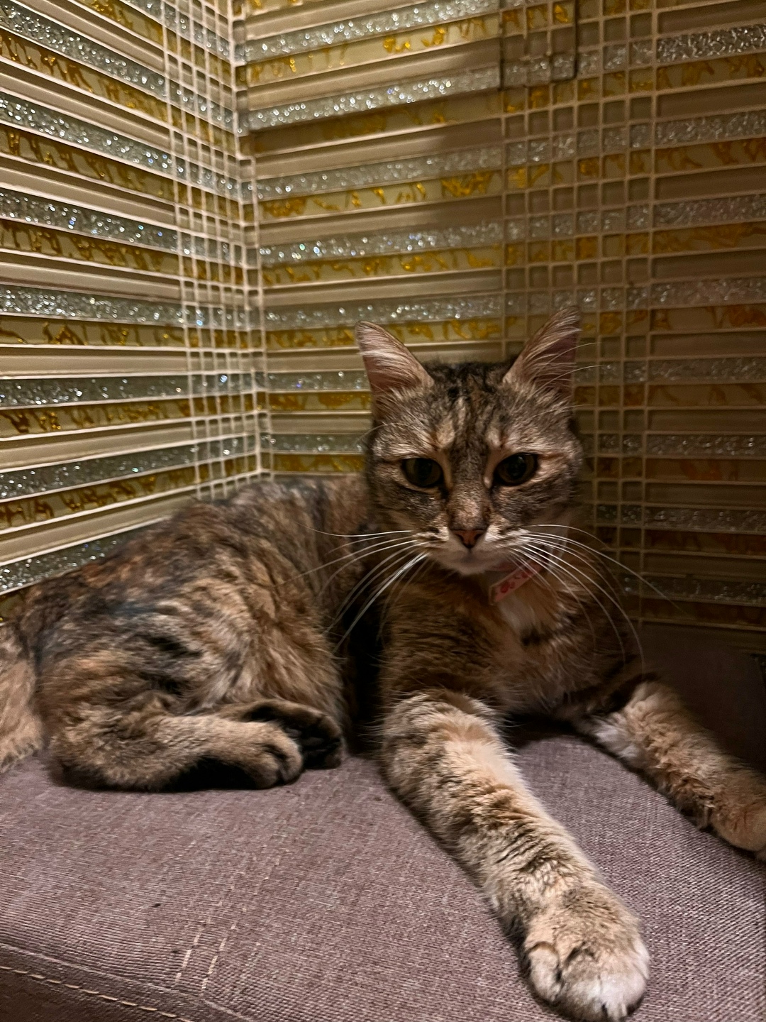 Найдена кошка в Севастополе — фото объявления