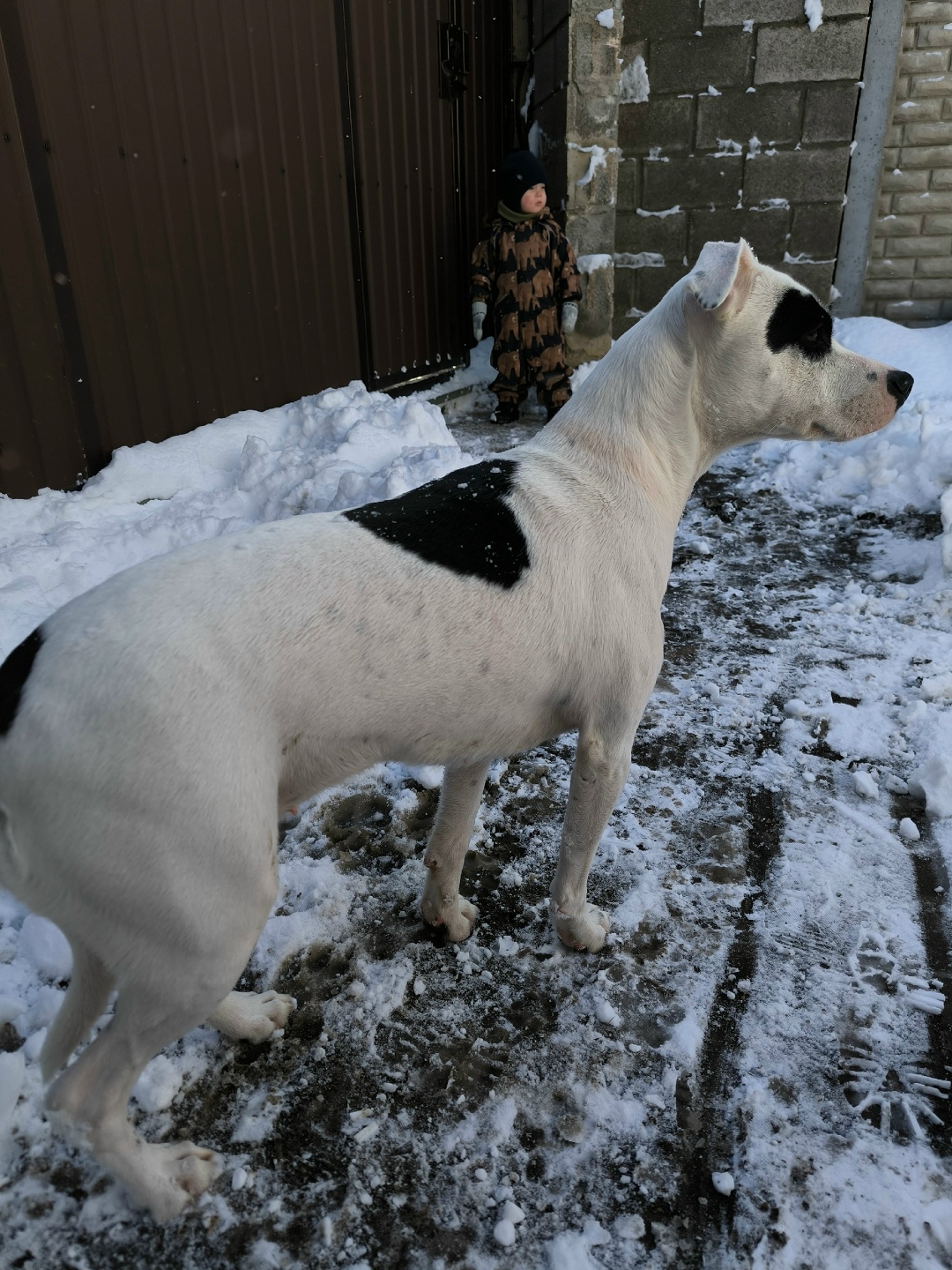 Найдена собака в Севастополе — фото объявления