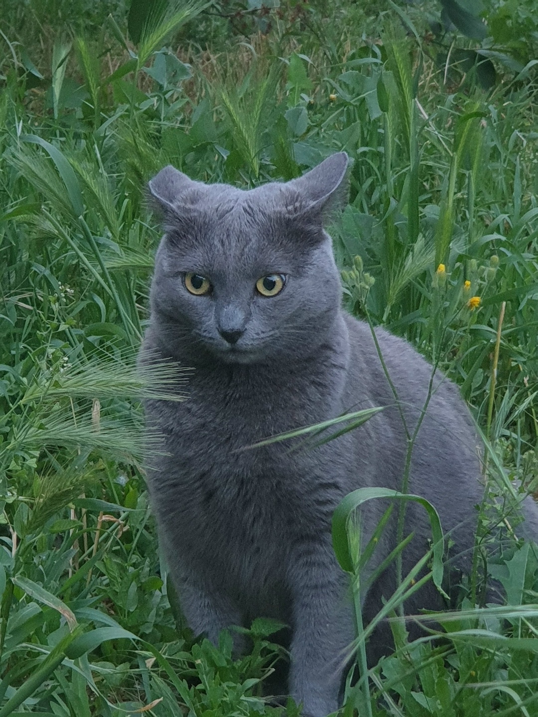 Пропала кошка в Севастополе — фото объявления