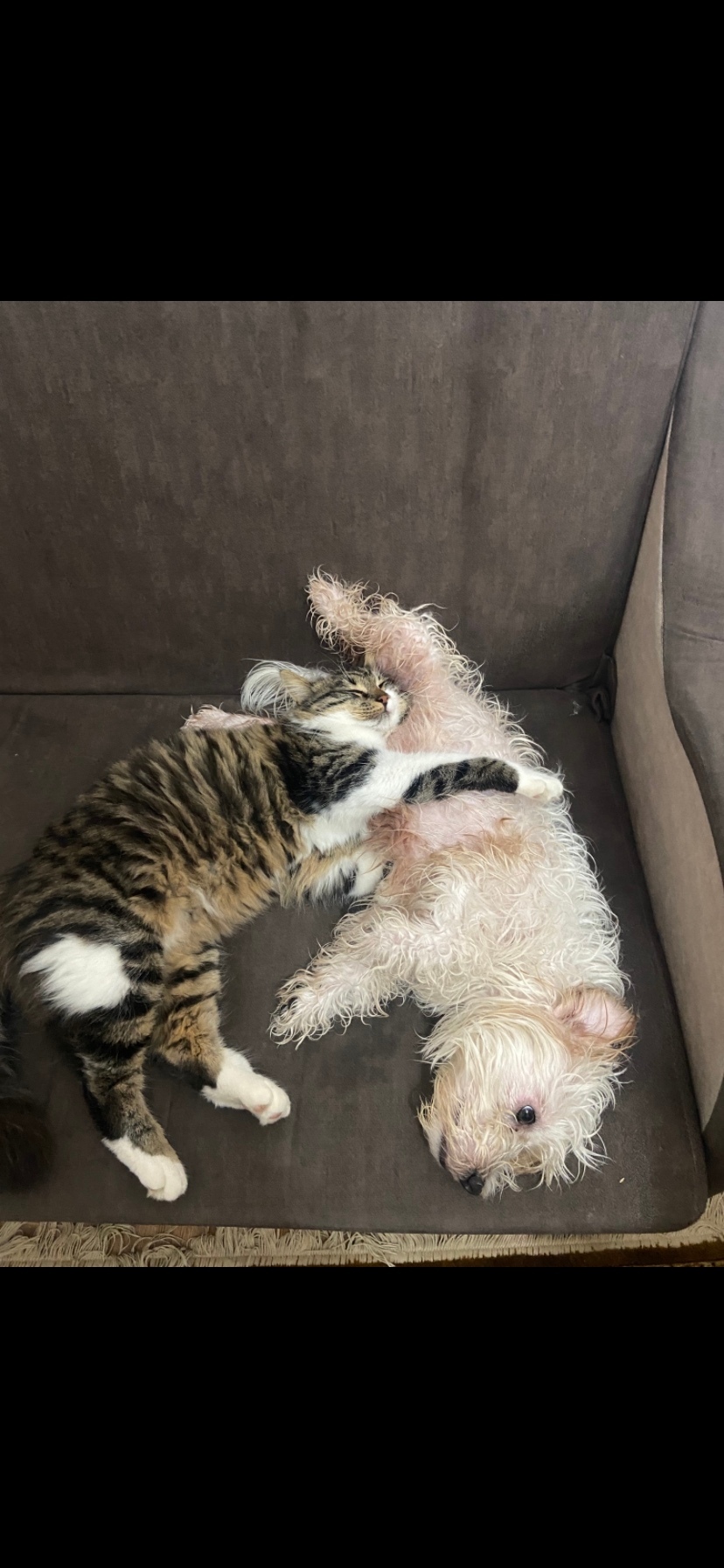 Пропала собака в Севастополе — фото объявления