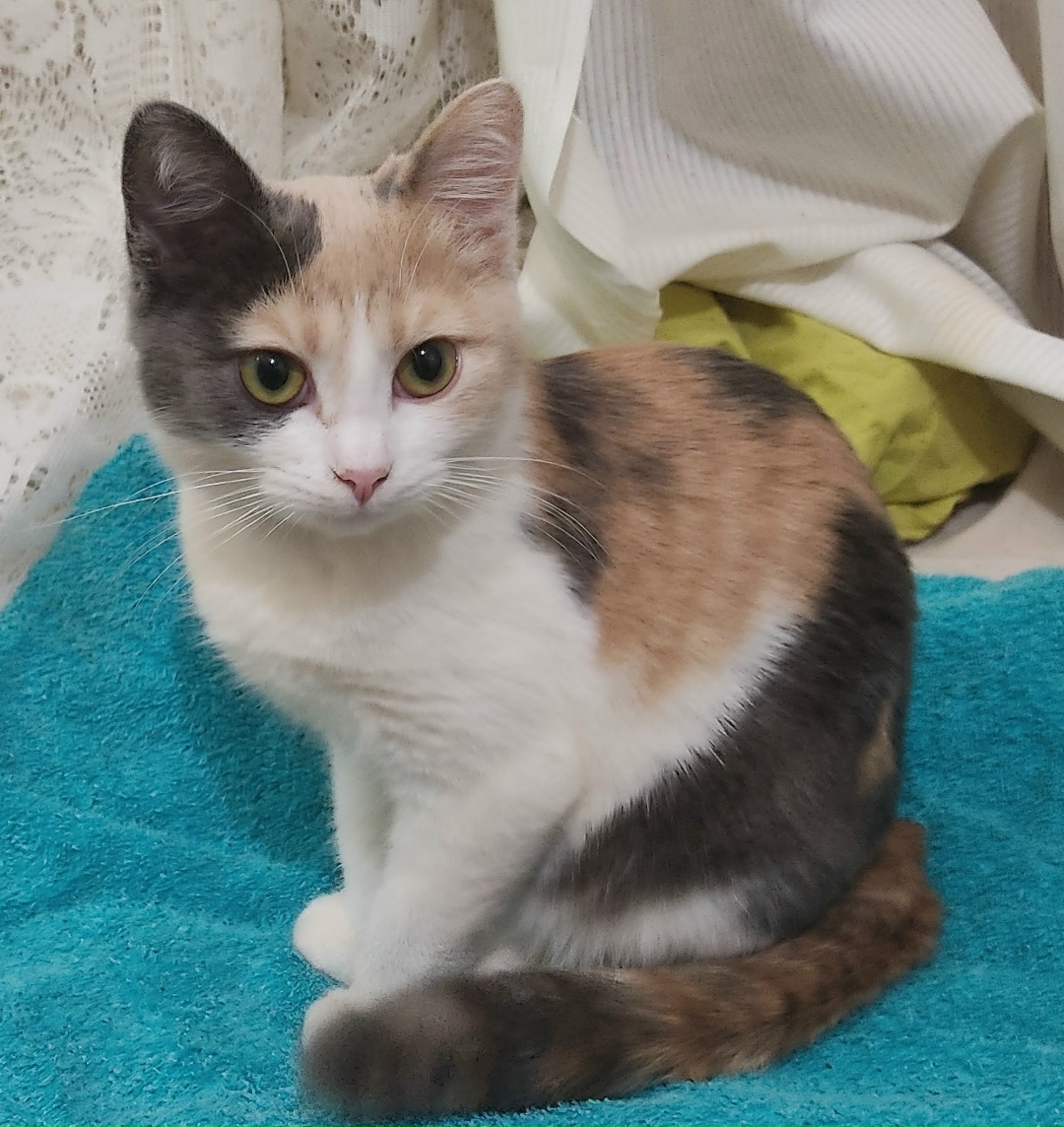 Пропала собака в Севастополе — фото объявления