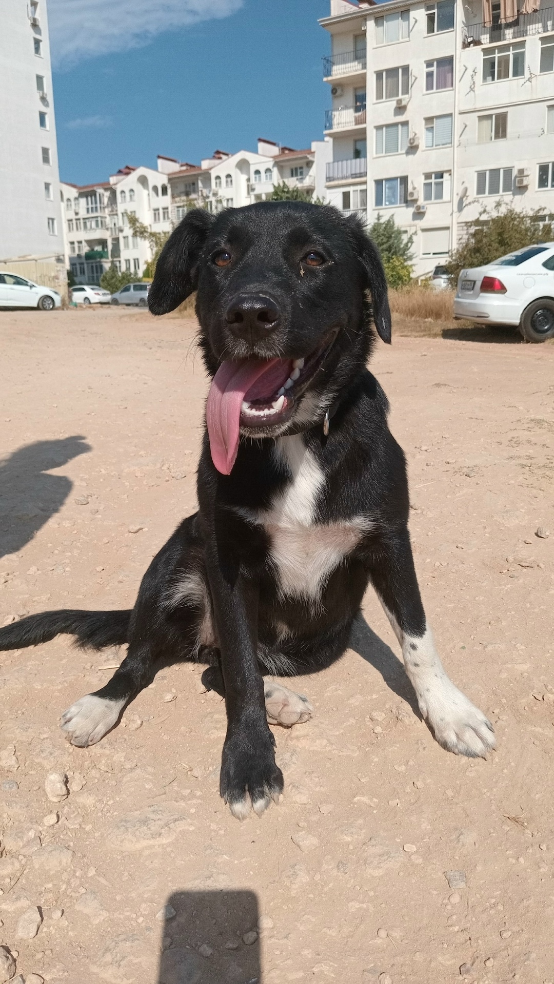 Найдена собака в Севастополе — фото объявления