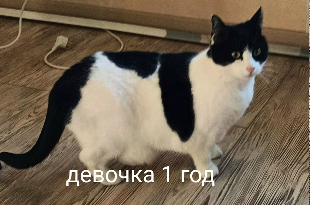 Найдена кошка в Севастополе — фото объявления