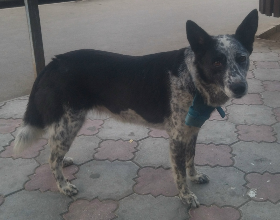 Найдена собака в Севастополе — фото объявления