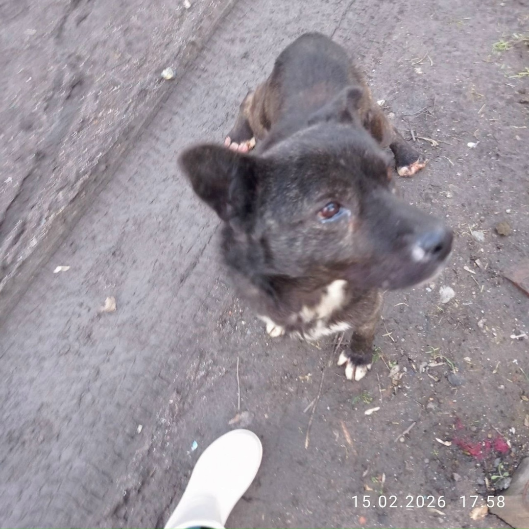 Найдена собака в Севастополе — фото объявления