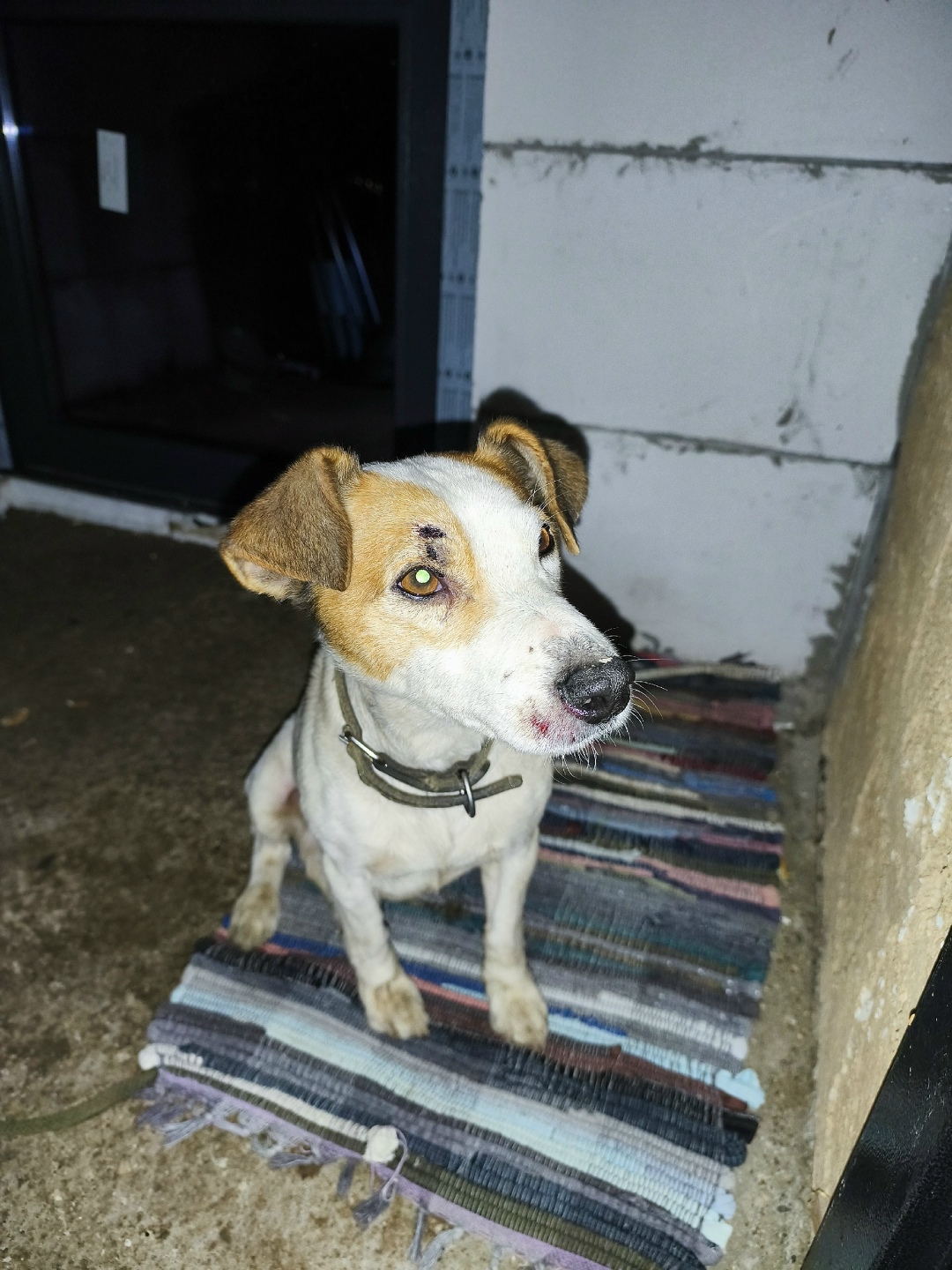 Найдена собака в Севастополе — фото объявления