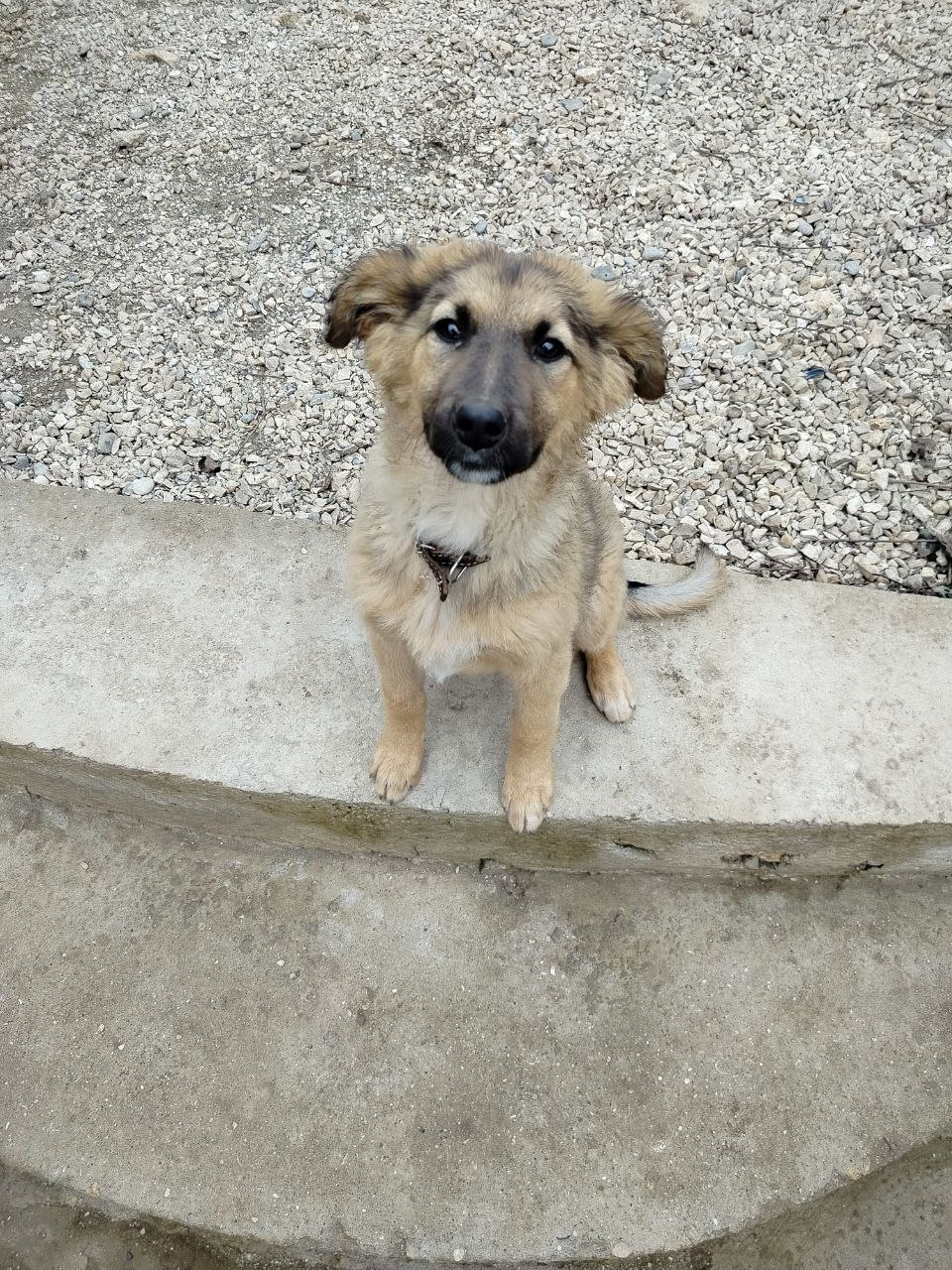 Найдена собака в Севастополе — фото объявления