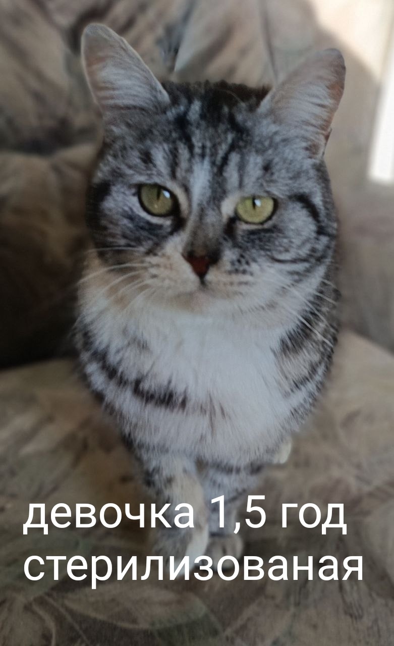 Найдена кошка в Севастополе — фото объявления