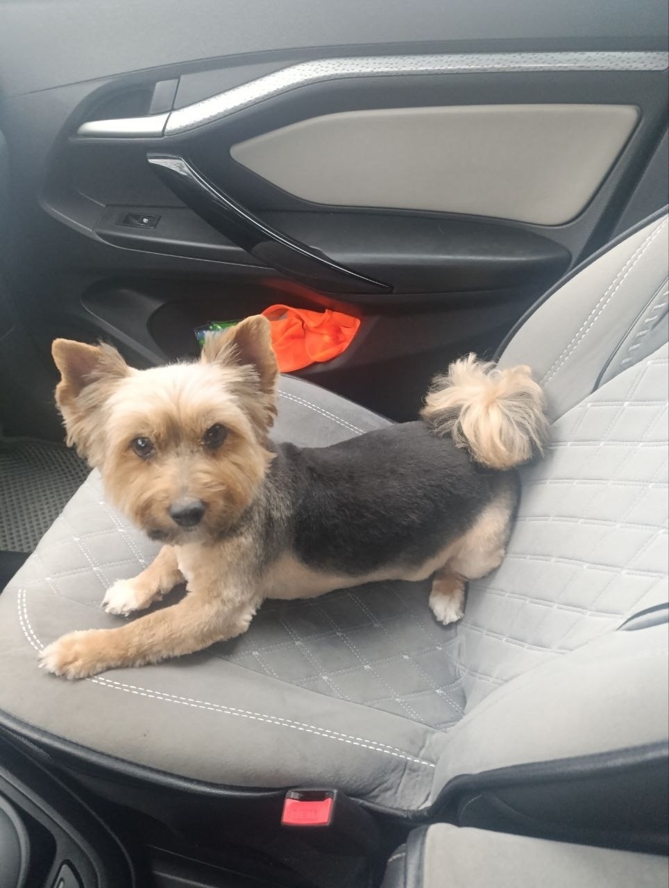 Пропала собака в Севастополе — фото объявления