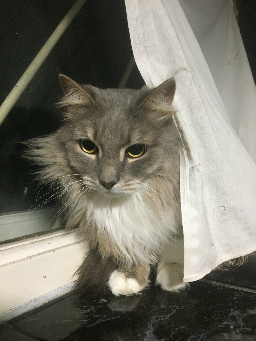 Пропала кошка в Севастополе — фото объявления