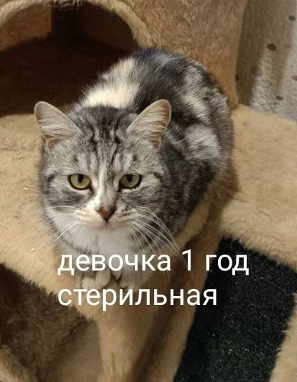 Найдена кошка в Севастополе — фото объявления