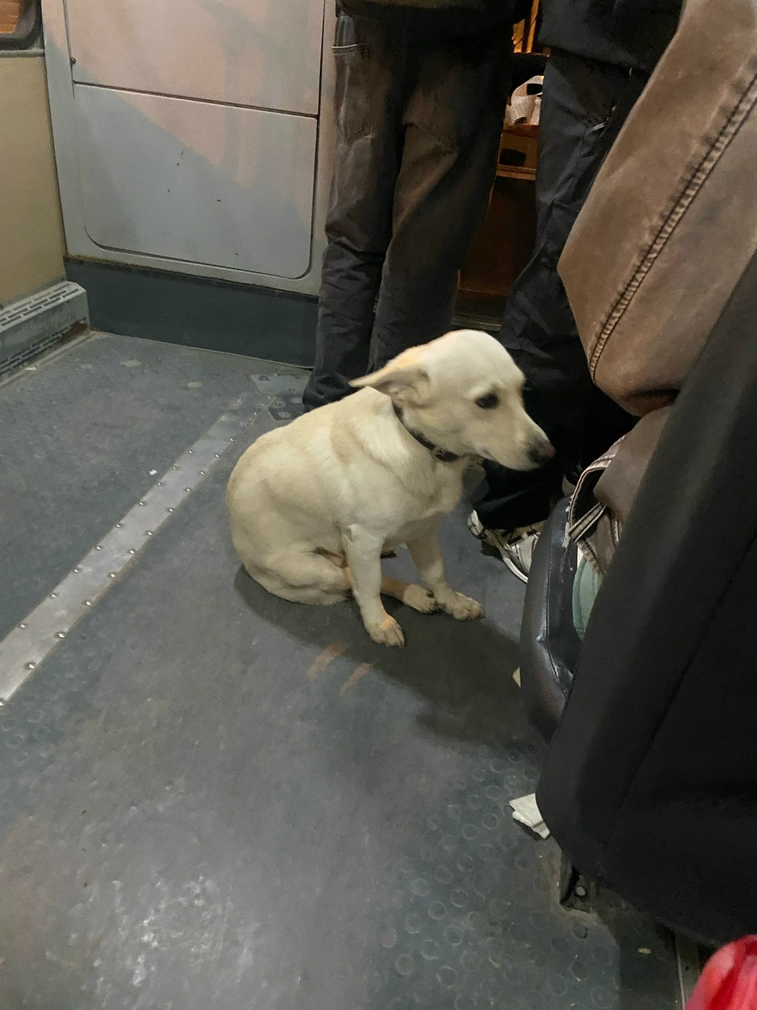 Найдена собака в Севастополе — фото объявления