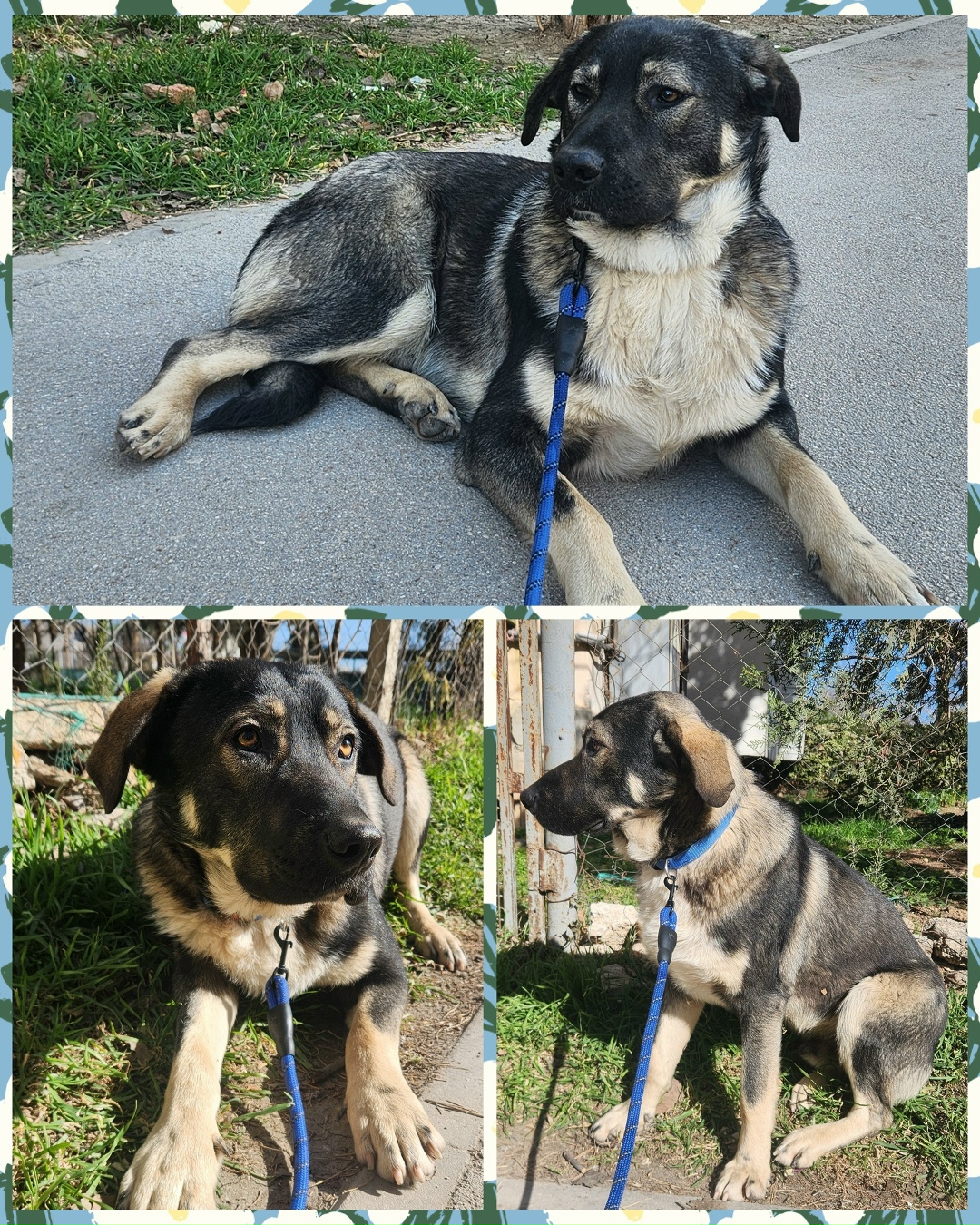 Найдена собака в Севастополе — фото объявления