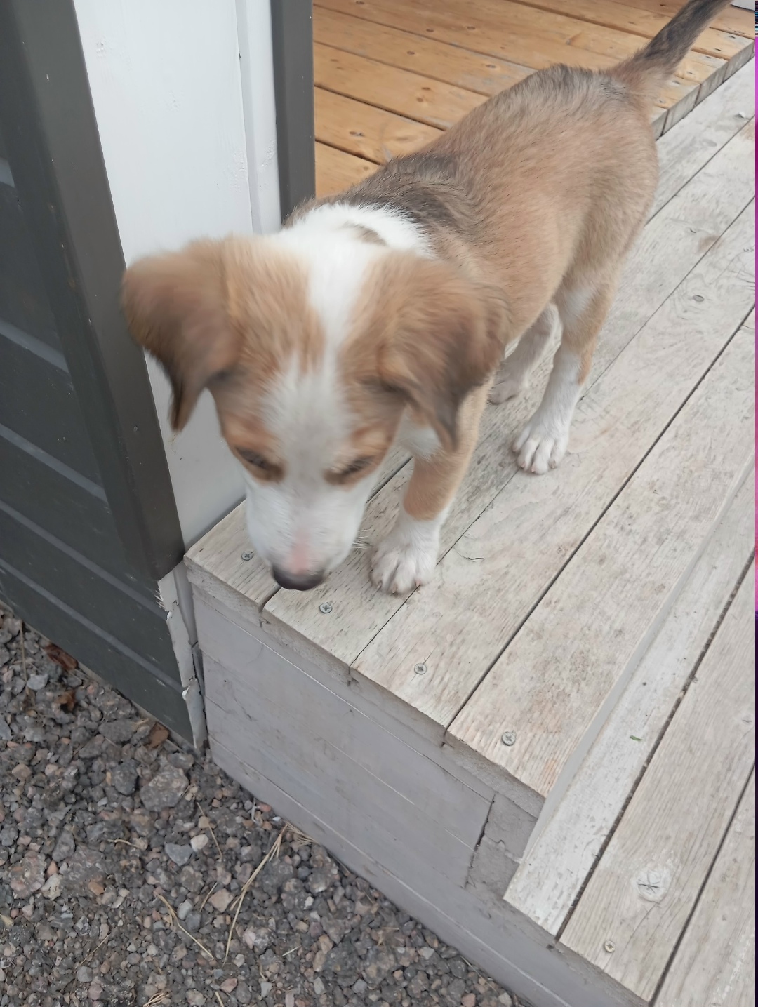 Найдена собака в Севастополе — фото объявления