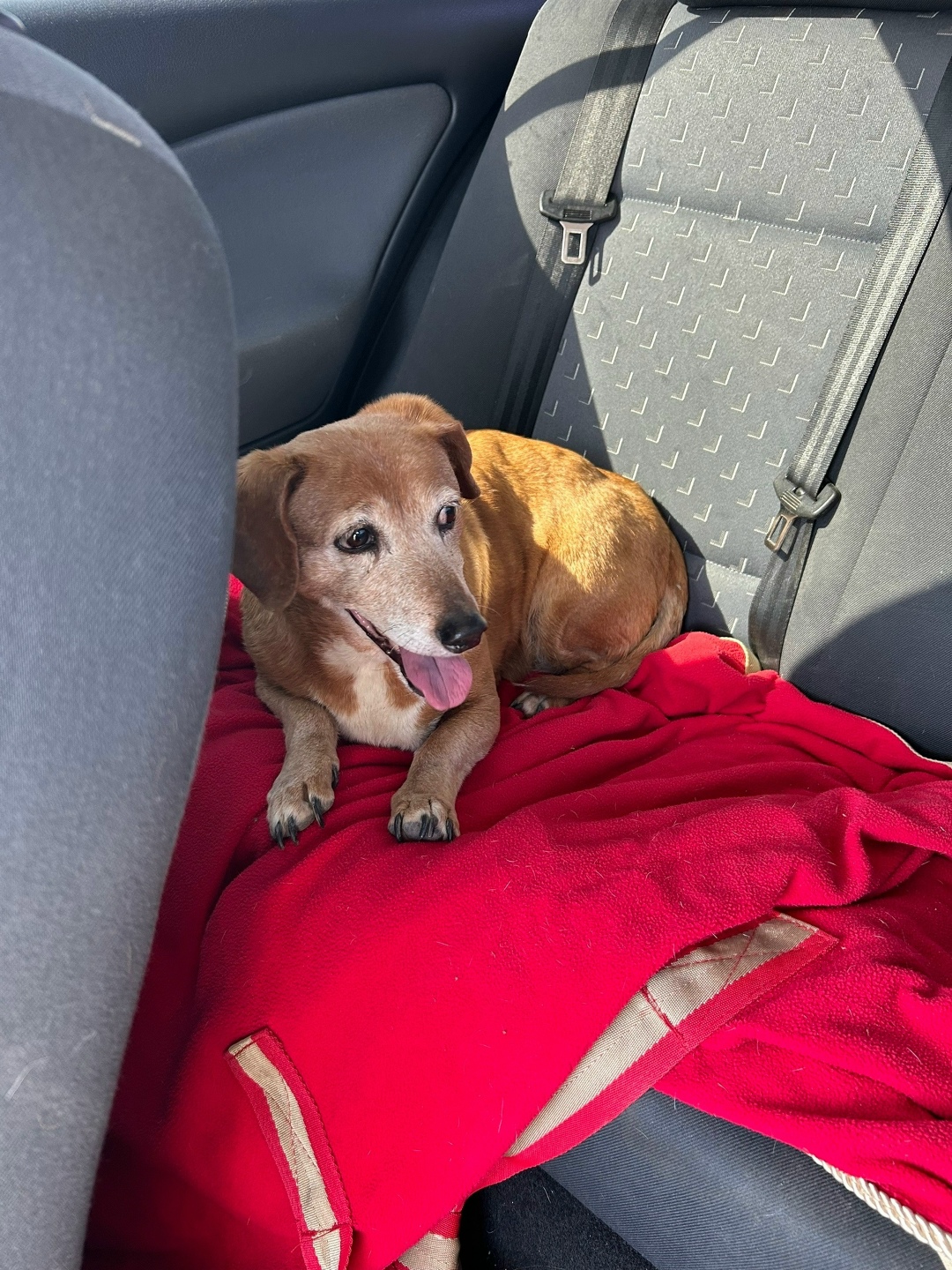 Найдена собака в Севастополе — фото объявления