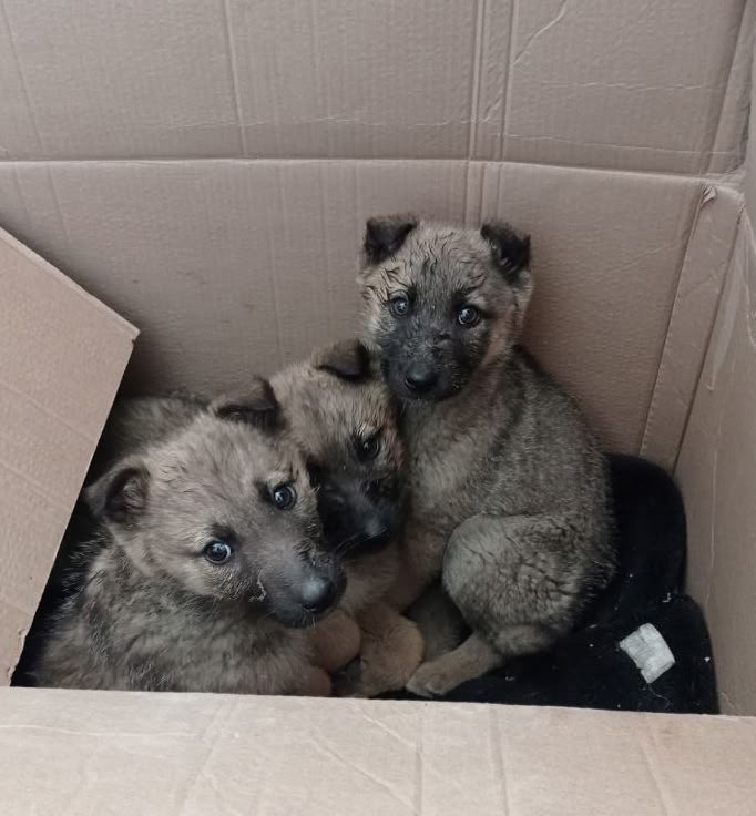 Найдена собака в Севастополе — фото объявления