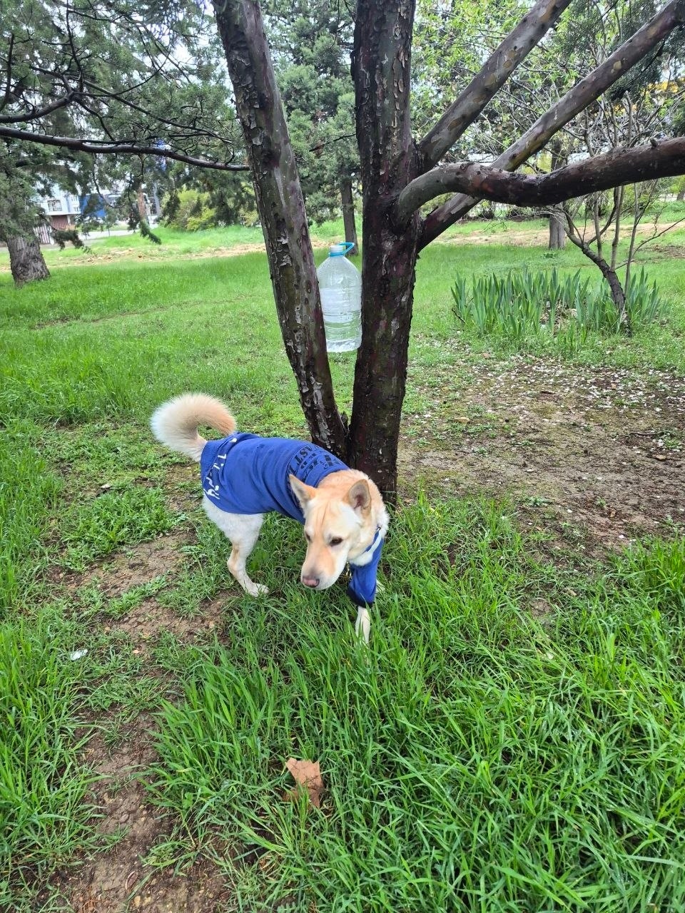 Найдена собака в Севастополе — фото объявления