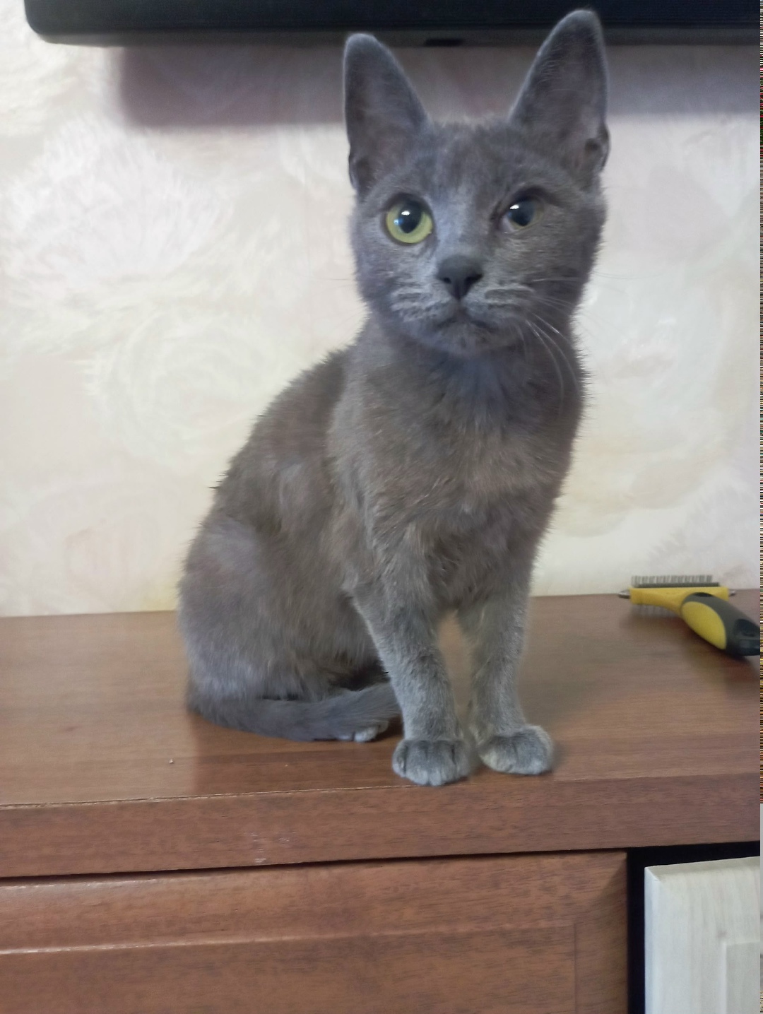 Найдена кошка в Севастополе — фото объявления