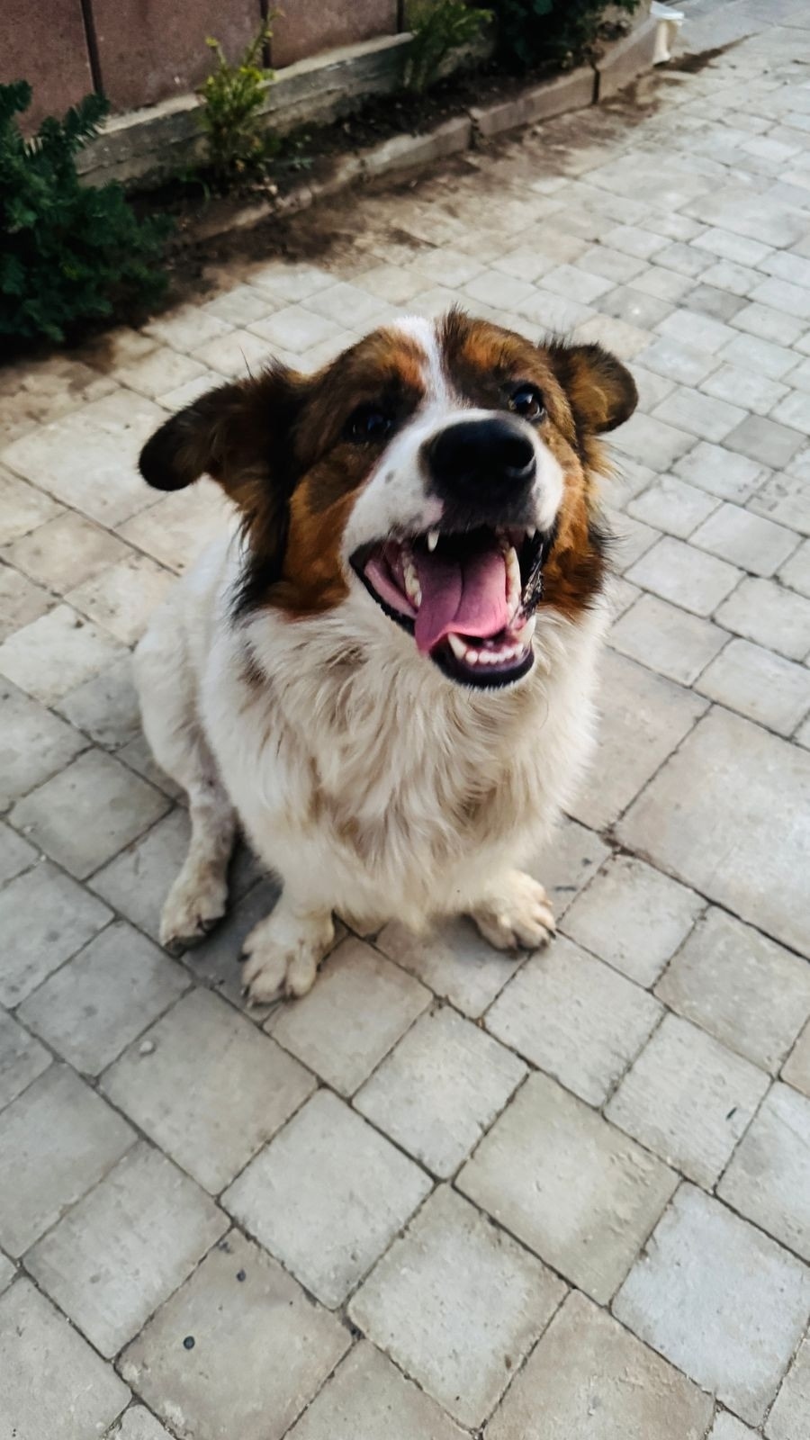 Найдена собака в Севастополе — фото объявления