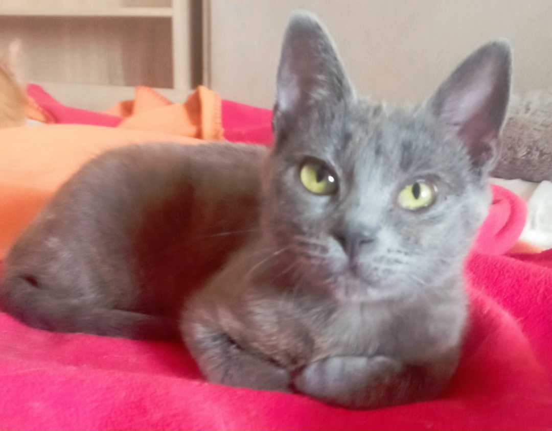 Найдена кошка в Севастополе — фото объявления