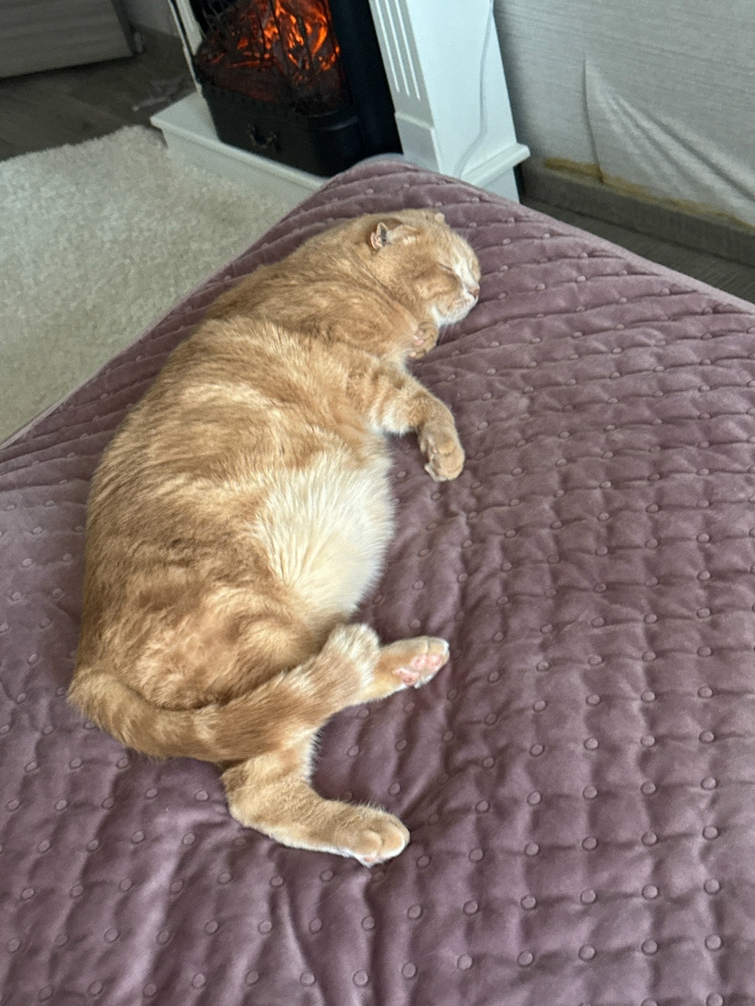 Пропала кошка в Севастополе — фото объявления