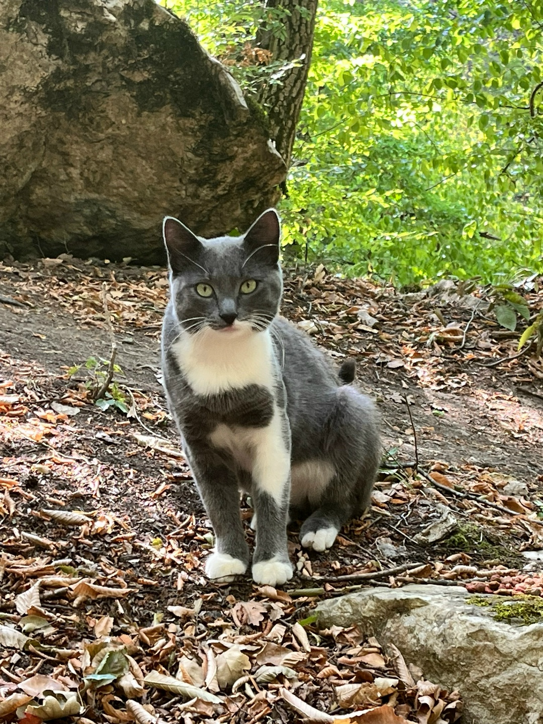 Найдена кошка в Севастополе — фото объявления