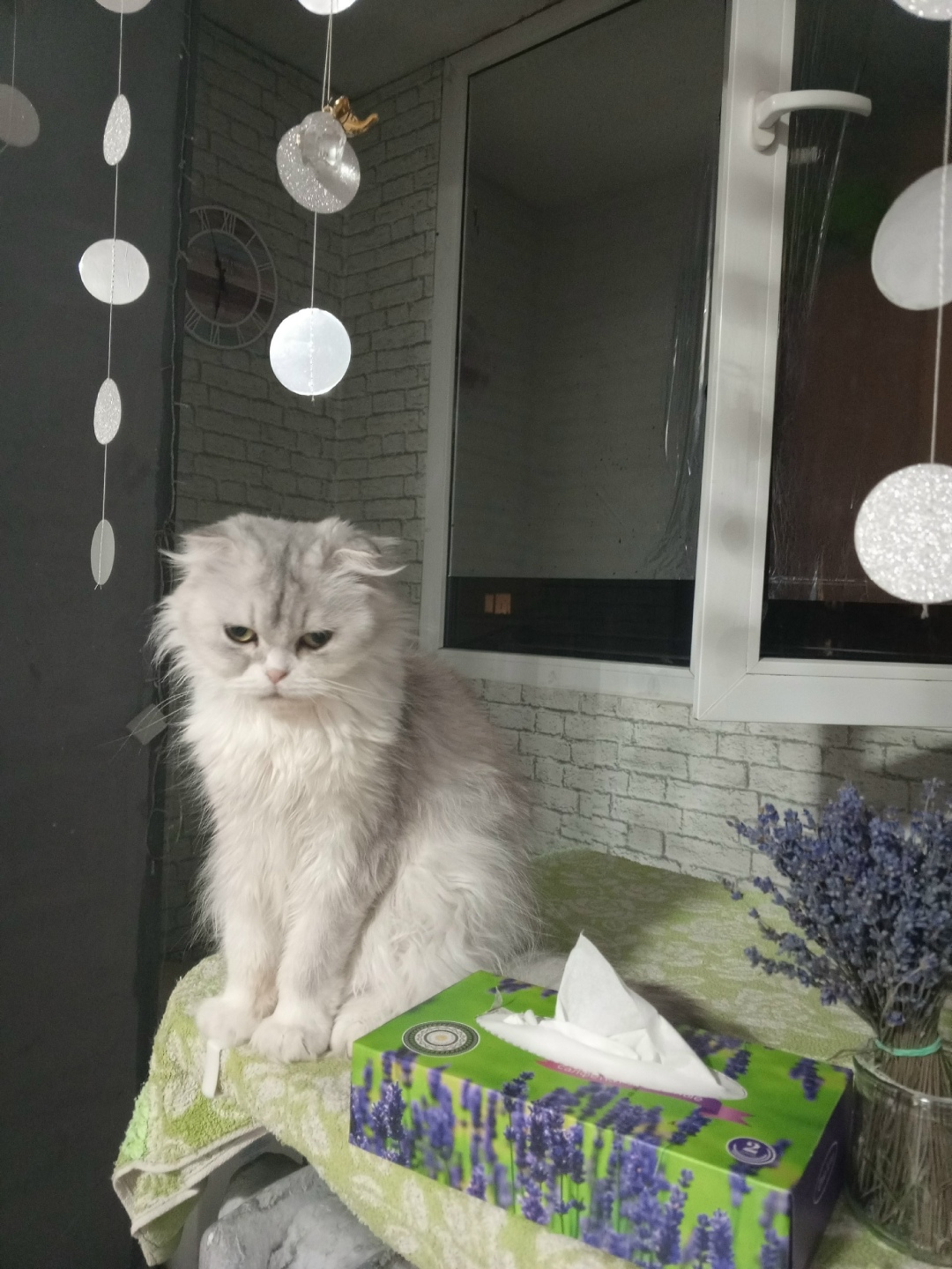 Пропала кошка в Севастополе — фото объявления