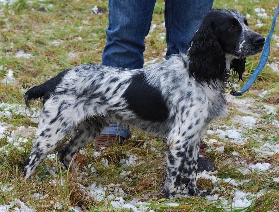 Пропала собака в Севастополе — фото объявления