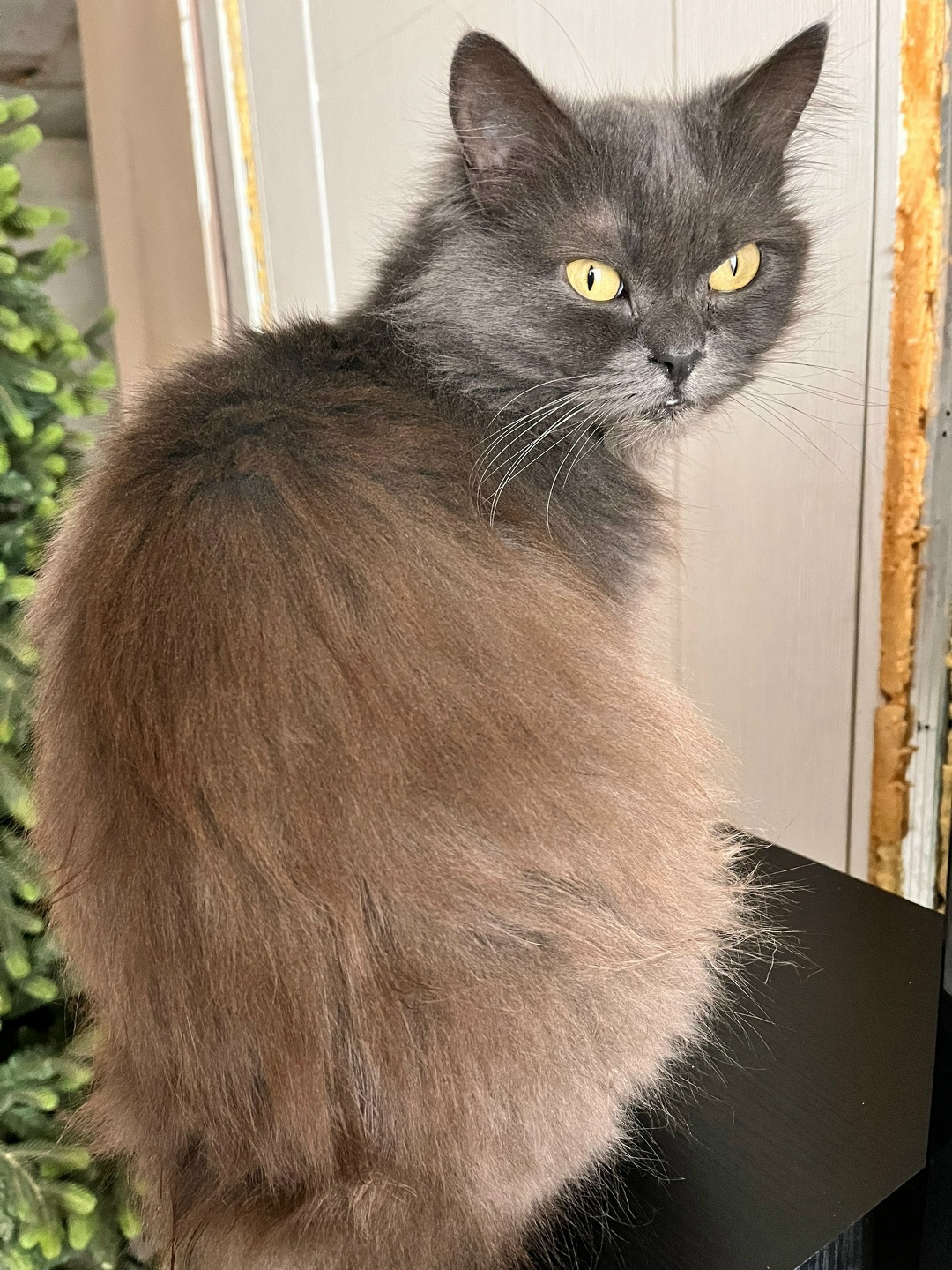 Пропала кошка в Севастополе — фото объявления