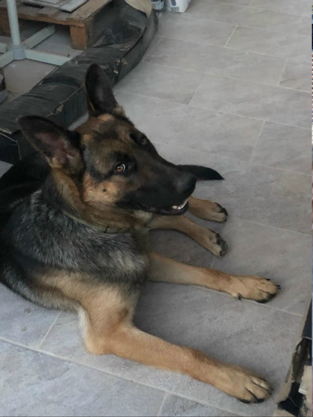 Пропала собака в Севастополе — фото объявления