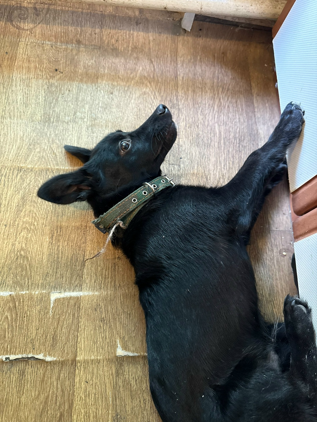 Найдена собака в Севастополе — фото объявления