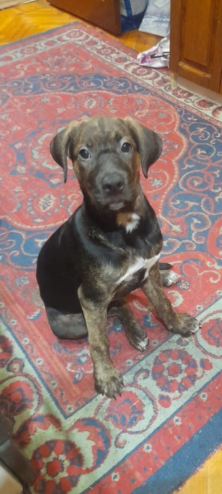 Пропала собака в Севастополе — фото объявления