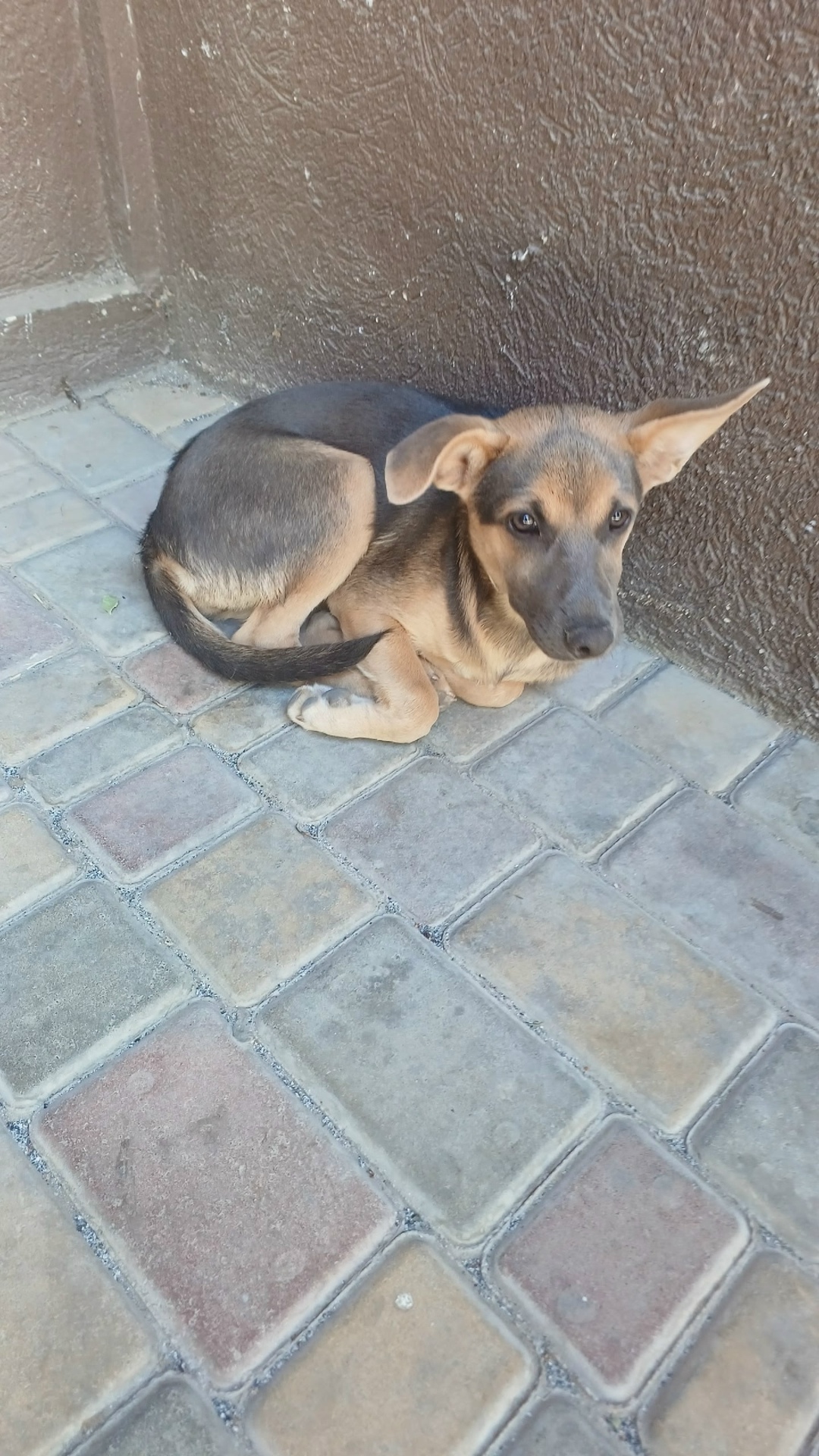 Найдена собака в Севастополе — фото объявления