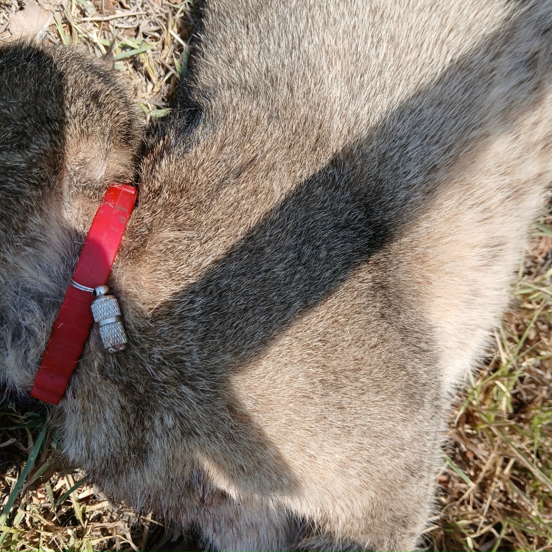 Найдена кошка в Севастополе — фото объявления