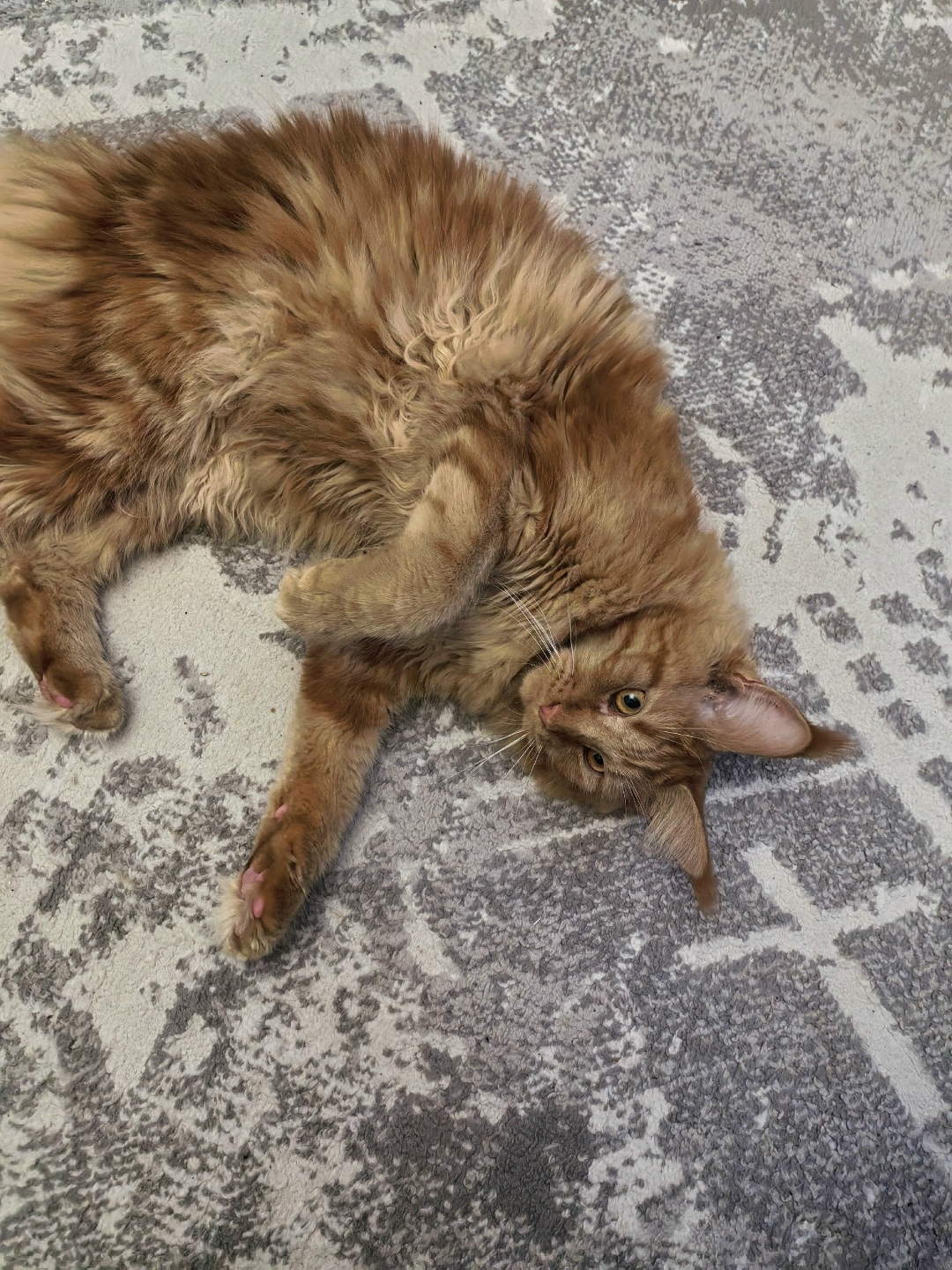 Пропала собака в Севастополе — фото объявления