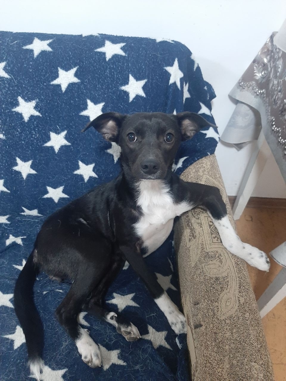 Пропала собака в Севастополе — фото объявления