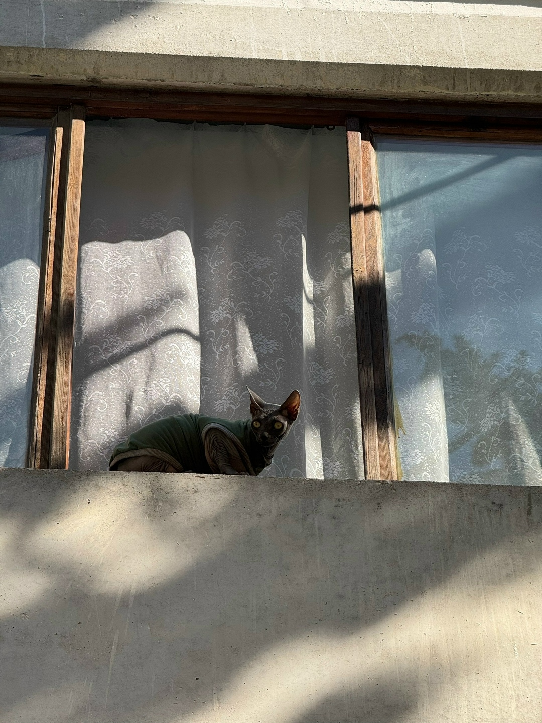 Пропала кошка в Севастополе — фото объявления