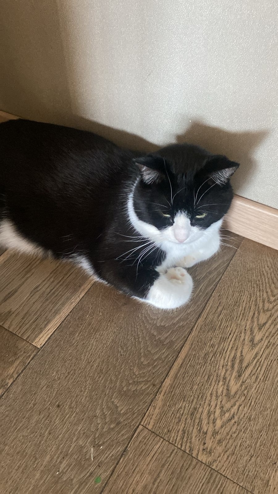 Пропала кошка в Севастополе — фото объявления