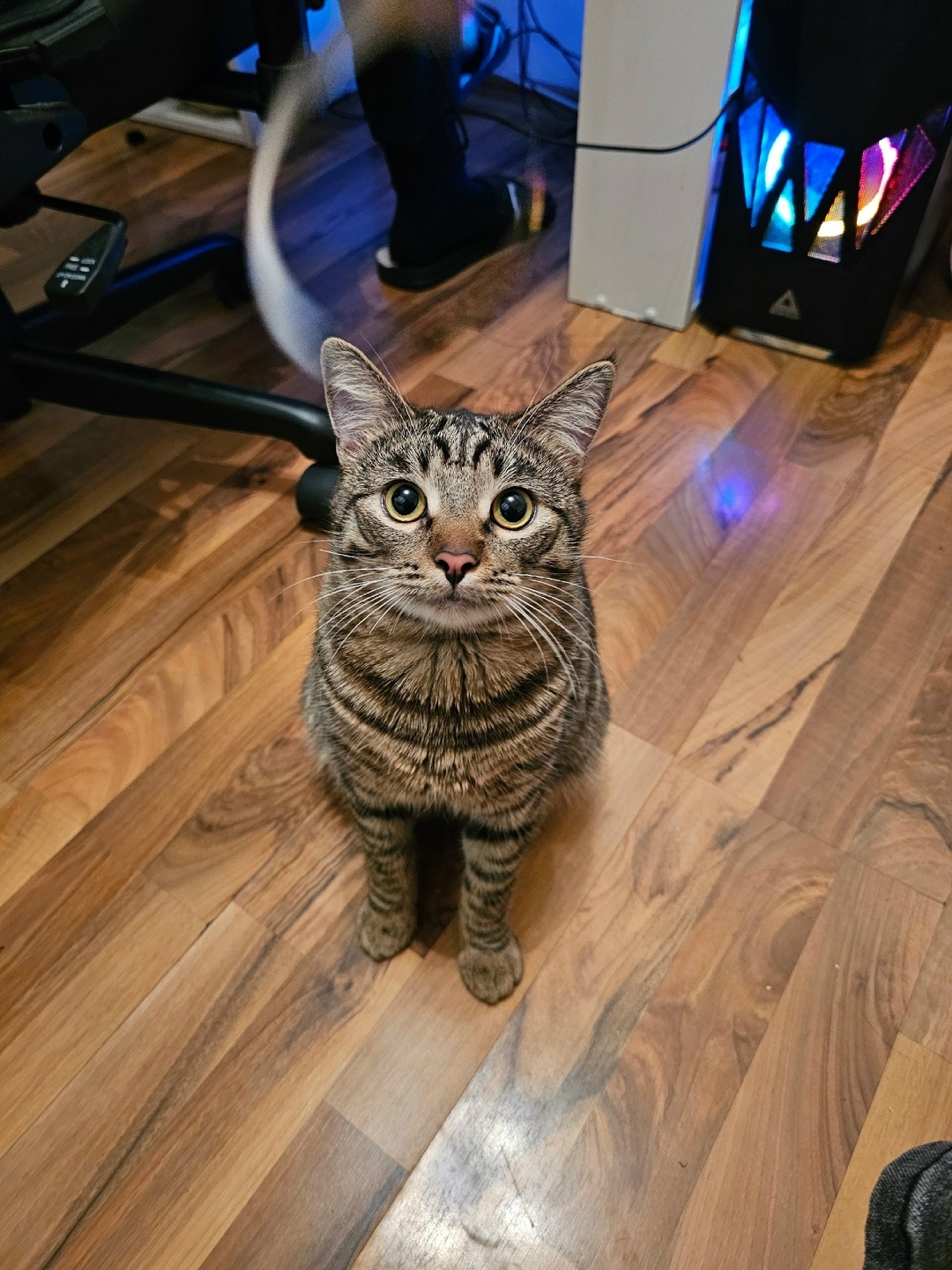 Пропала кошка в Севастополе — фото объявления