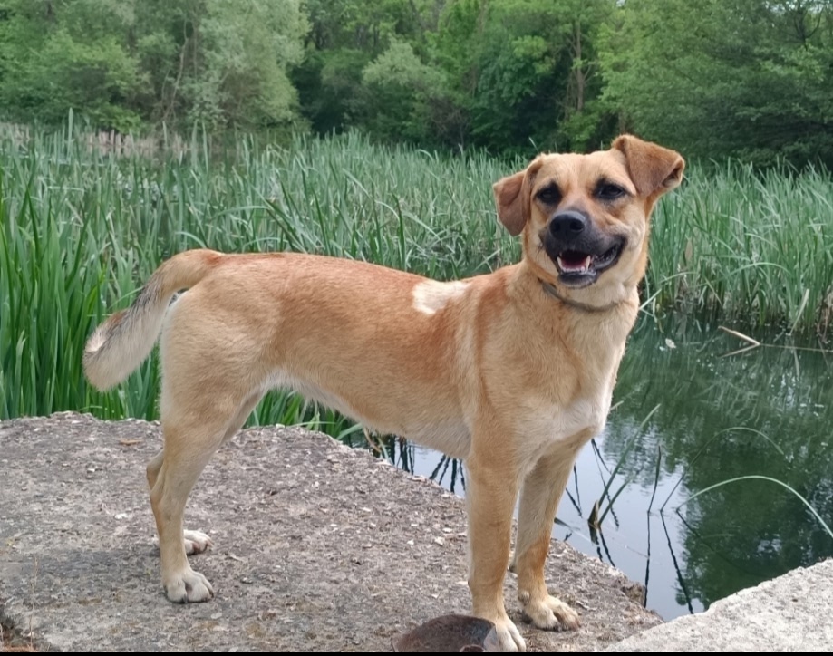 Пропала собака в Севастополе — фото объявления