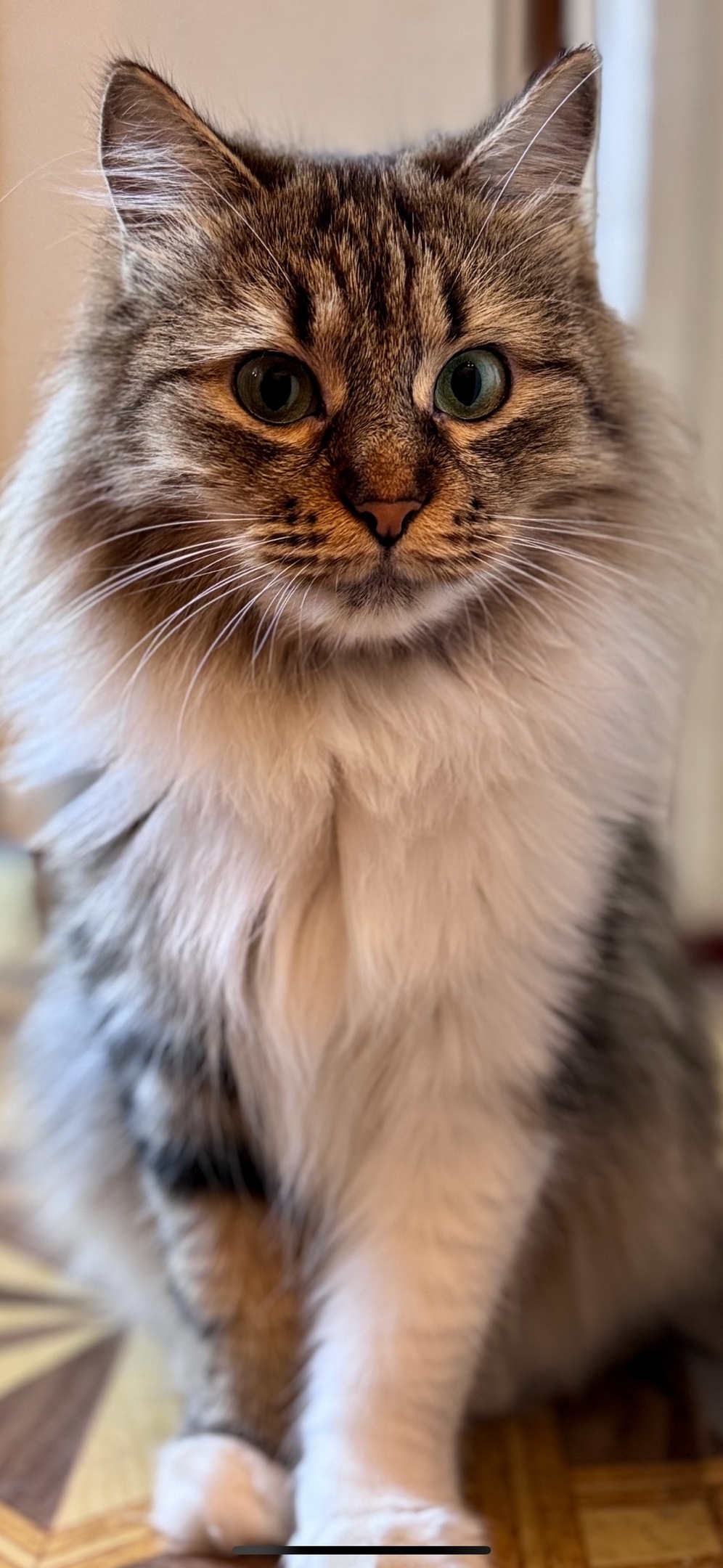 Пропала кошка в Севастополе — фото объявления