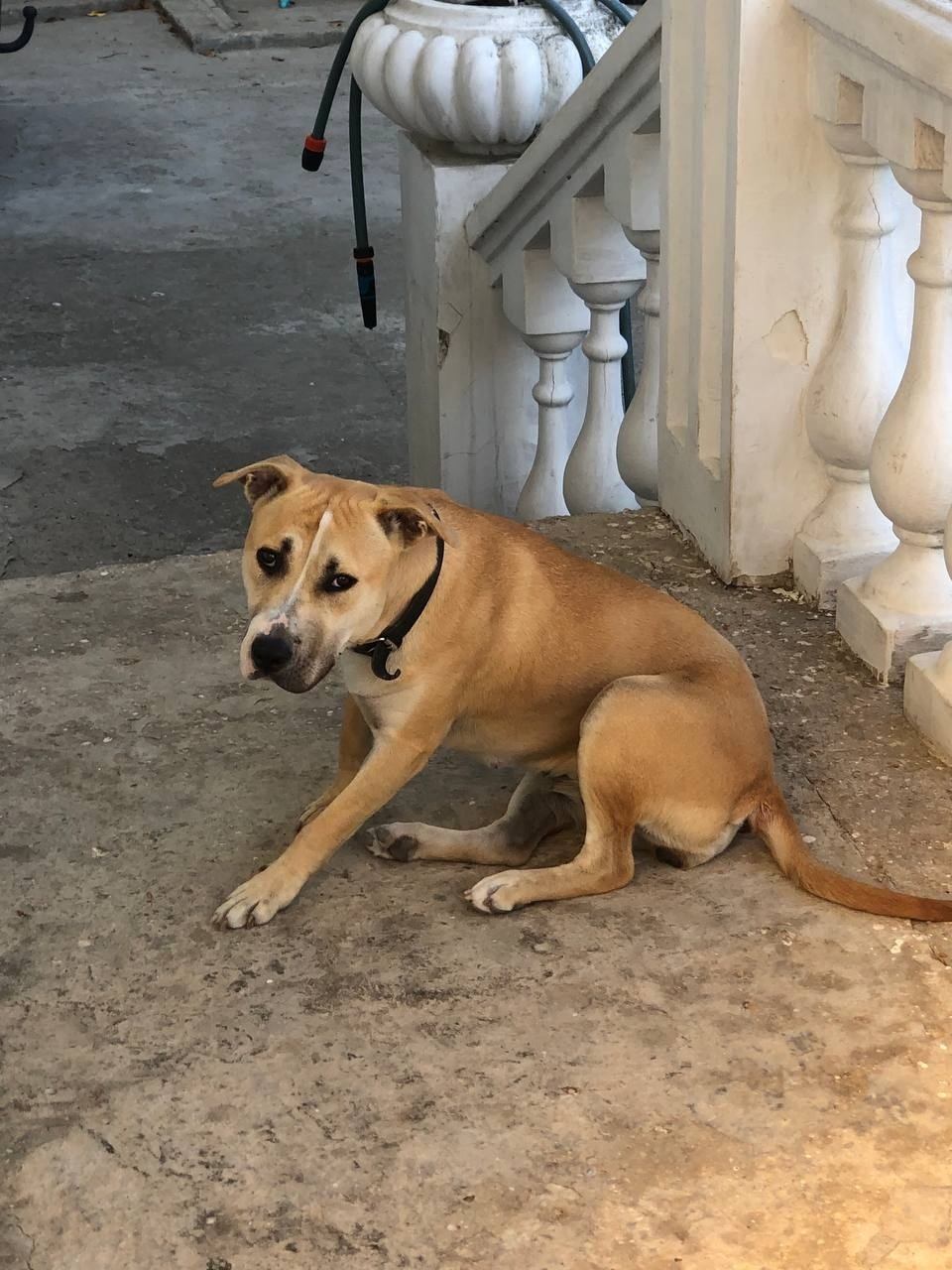 Пропала собака в Севастополе — фото объявления