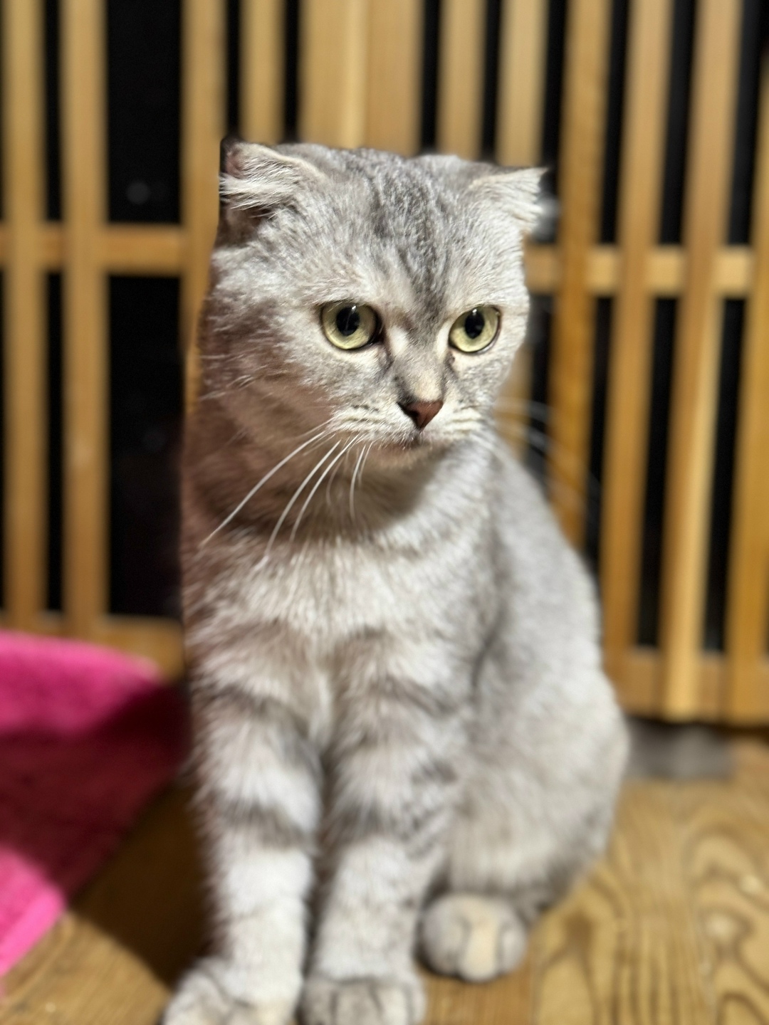 Пропала кошка в Севастополе — фото объявления