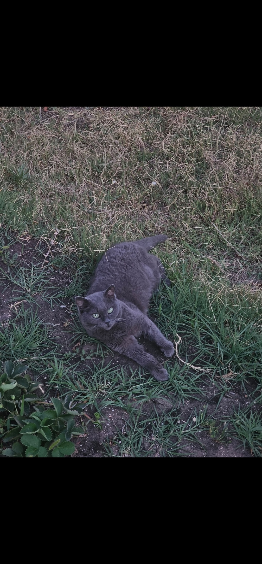 Пропала кошка в Севастополе — фото объявления