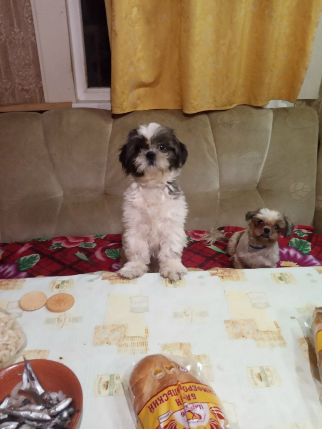 Пропала собака в Севастополе — фото объявления