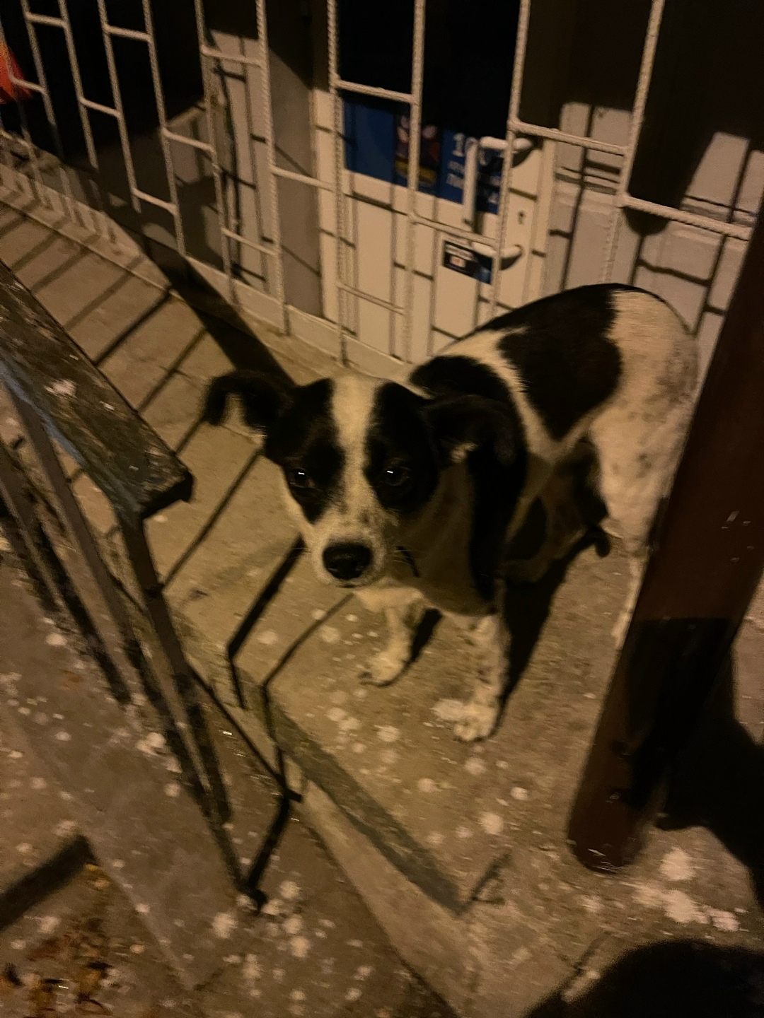 Пропала собака в Севастополе — фото объявления