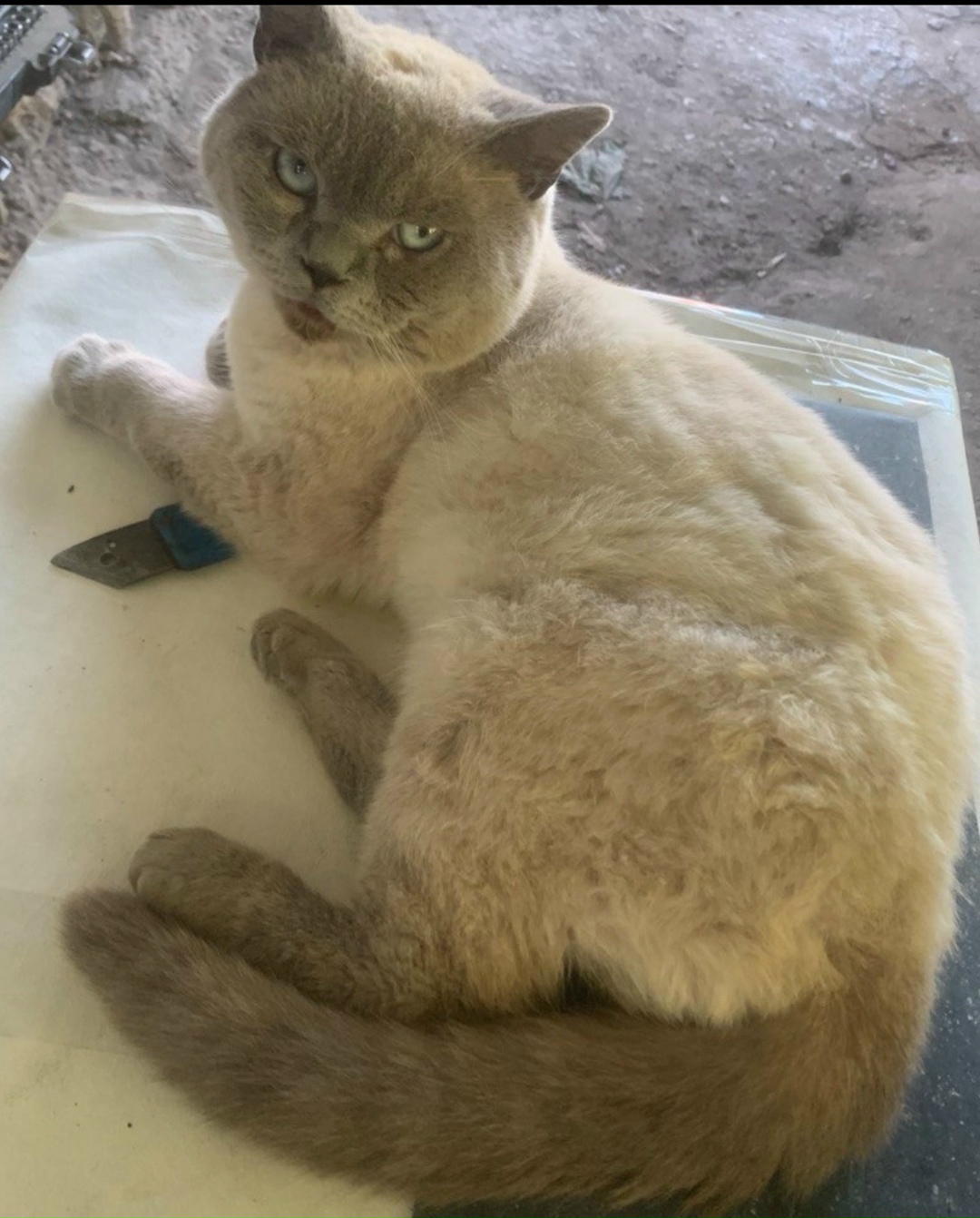 Пропала кошка в Севастополе — фото объявления