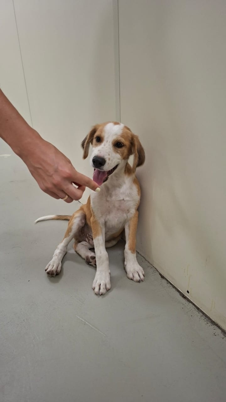 Пропала собака в Севастополе — фото объявления