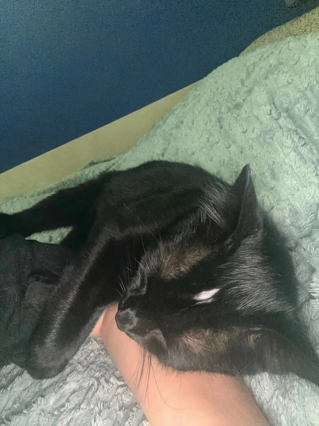 Пропала кошка в Севастополе — фото объявления